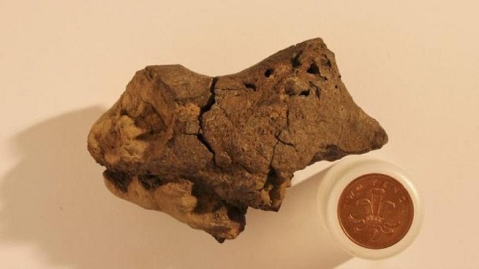 Brown pebble found on beach is first known dinosaur brain fossil 